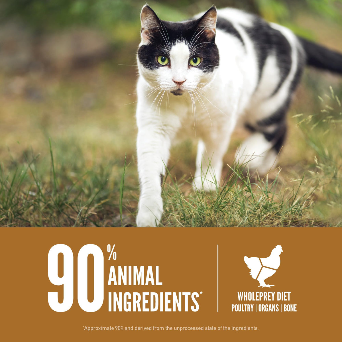 Grain Free Dry Cat Food 4lb Bag J509076