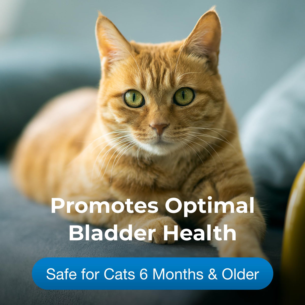 Urinary Tract Gel Supplement for Cats 3.5 oz P47599