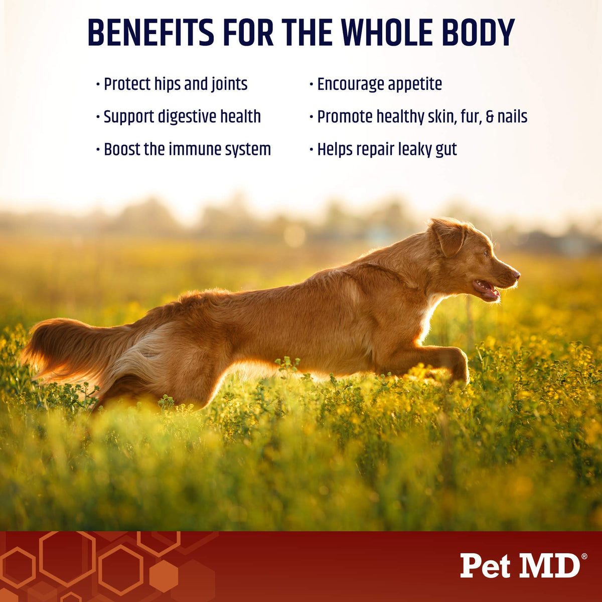 Bone Broth Powder Supplement & Pill Paste F80774
