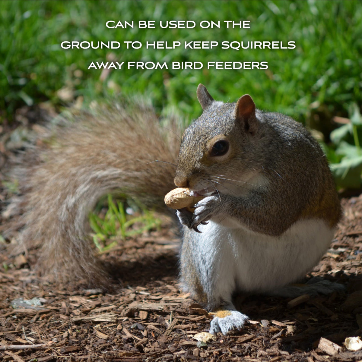 Shell Peanuts 5 pounds G7852